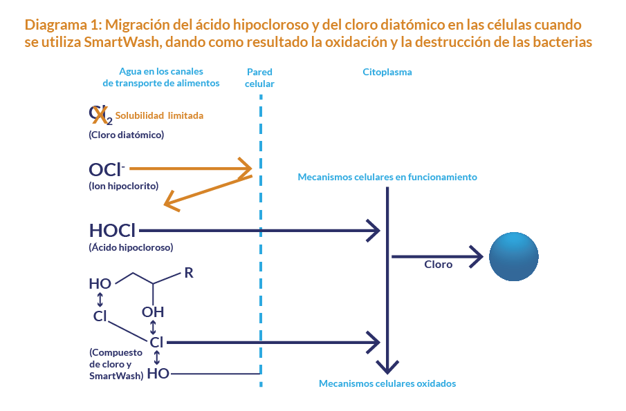 Diagrama 1: Migración del ácido hipocloroso y del cloro diatómico en las células cuando se utiliza SmartWash, dando como resultado la oxidación y la destrucción de las bacterias